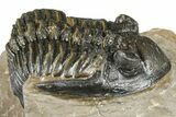 Hollardops Trilobite - Foum Zguid, Morocco #363218-1